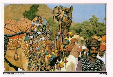 Cattle Fare (sic) Pushkar