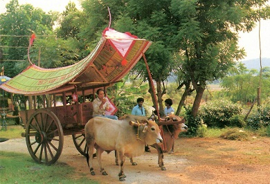 Bullock Cart