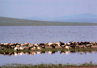 It is peaceful like steppe