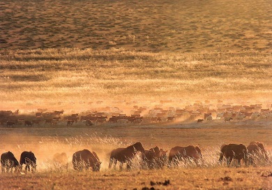 Peaceful like steppe (animals)
