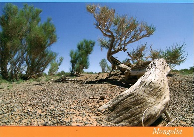 Tree of Gobi