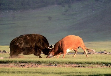 Two animals