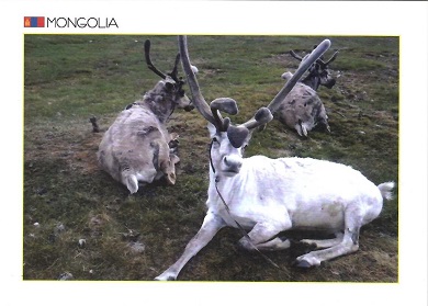 White Deer