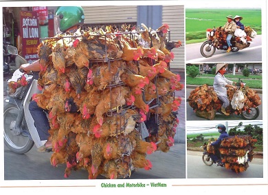 Chicken and Motorbike