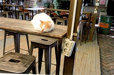 Dozing Cat (Romania)